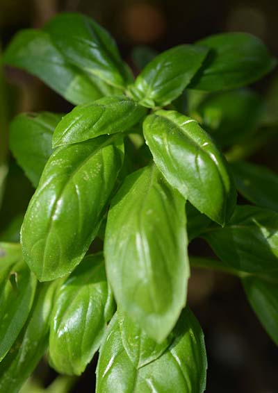 Ocimum Basilikum